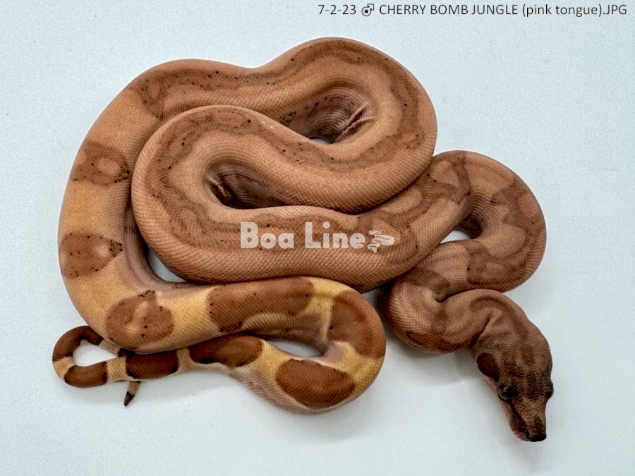 CHERRY BOMB JUNGLE (pink tongue)